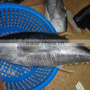 Frozen Big Eye Yellowfin Tuna thumbnail-1