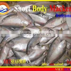 W/R FROZEN SHORT BODY MACKEREL thumbnail-3
