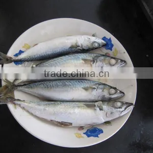 Frozen Mackerel Fresh thumbnail-1
