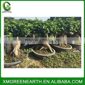 Ginseng Ficus 5kg (1) thumbnail-1