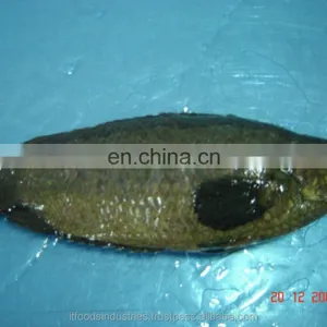 Frozen Common Climbing Perch-Koi (Anabas Testudineus) thumbnail-4