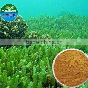 High Quality Fucus Extract thumbnail-1