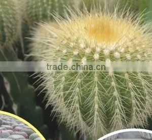 Mammillaria Spinosissima 8.5cm Mini Cactus Succulent Indoor Plants Bonsai Nursery Echinocactus Grusonii Cereus Cacti thumbnail-2