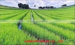 VIETNAM RICE thumbnail-6
