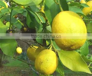 Turkish Citron Lemon Interdonato Lamas thumbnail-1