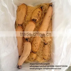 New Crop Fresh Lotus Root thumbnail-3