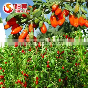 Ningxia Goji Berries is the Best Tonic thumbnail-5