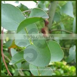 Pure Eucalyptus Oil for Wholesale thumbnail-1