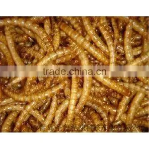 Pet Food Suppliers Dried Crickets //dried Mealworms //dried Grasshopper thumbnail-2