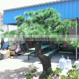 Factory Supply Artificial Podocarpus Tree thumbnail-2