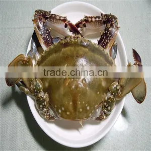 Good Quality Frozen Blue Swimming Crabs Wholesale Prices thumbnail-1