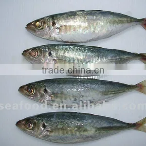 Sell Korean Frozen Horse Mackerel Whole Round thumbnail-1