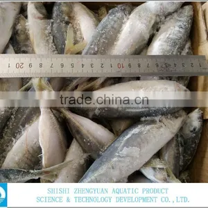 Seafood Frozen Horse Mackerel Fish thumbnail-1