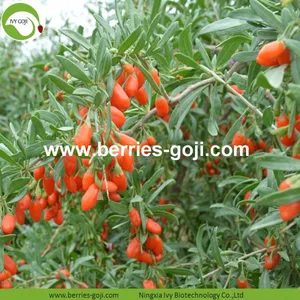 Factory Supply Nutrition Dried Lycium Berry thumbnail-2