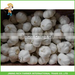 Wholesale China Garlic Natural Fresh Garlic thumbnail-1