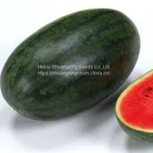 Early Maturity Red Flesh Hybrid f1 Watermelon Seeds thumbnail-1