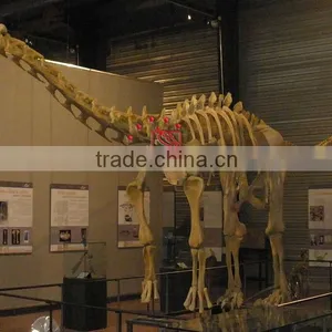 Exhibition Dinosaur Skeleton Fossil Of Ampelosaurus thumbnail-1
