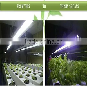 Single 3w Chip High Efficiency LED Grow Light thumbnail-1
