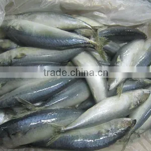 Frozen Mackerel thumbnail-1