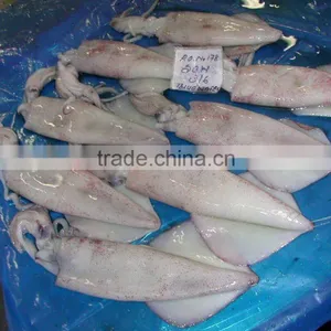 Frozen Squid Whole ( Loligo, Semi Needle, Needle) thumbnail-2