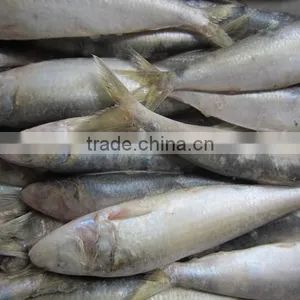 Sardine For Pacific Mackerel Bait thumbnail-1