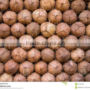 Bulk Sale for Semi Husked Coconuts thumbnail-6