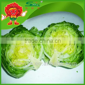 Iceberg Lettuce for Export Led Grow Lights for Lettuce thumbnail-4