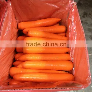Hot Sell Fresh Carrot From China thumbnail-1
