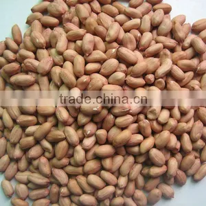 New Crop Red Skin Peanut in Shell 2/4 Grains thumbnail-1
