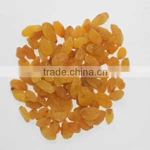 JUMBO YELLOW RAISIN FROM INDIA thumbnail-1