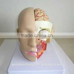 Anatomical Human Brain Model thumbnail-3