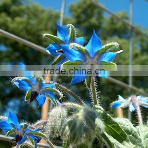 Borage Oil Supply in Bulk thumbnail-6