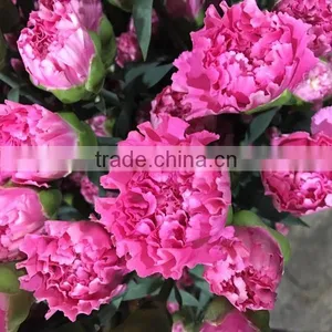 Cheap Big Carnations Heads for Wholesale thumbnail-6