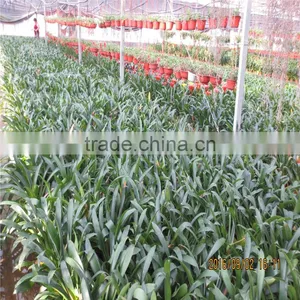 Tomato Green House thumbnail-5