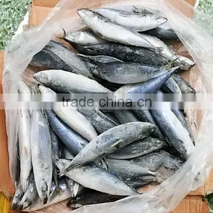 Block Frozen HACCP Mackerel Fish thumbnail-3