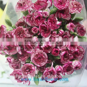 Various Carnation Flower High Quality Fresh Cut Carnation Flowers From Yunan Kunming thumbnail-1