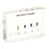 QF Educational Embedded Specimen Plastomount - Life Cycle of Housefly thumbnail-1