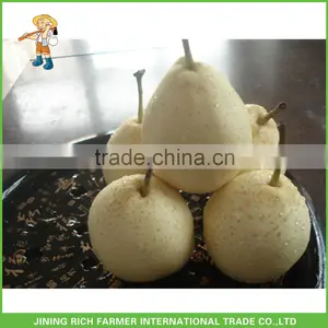 Chinese Ya Pear thumbnail-1