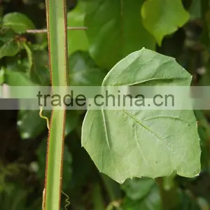 Premium Grade Cissus Quadrangularis Powder Sales And Export thumbnail-1
