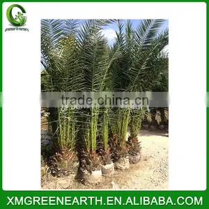 Phoenix Canariensis Palms Trunk 30-50cm(1) thumbnail-2