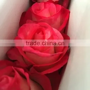 Love Theme Hotsell Red Rose Fresh Cut Flower thumbnail-5
