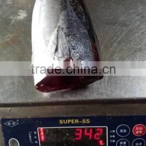 2015 Frozen Bonito HGT 300g+/pc for Canned thumbnail-1