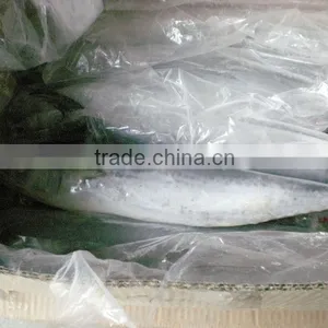 Frozen Spanish Mackerel for Sale or Scomberomorus Niphonius thumbnail-5
