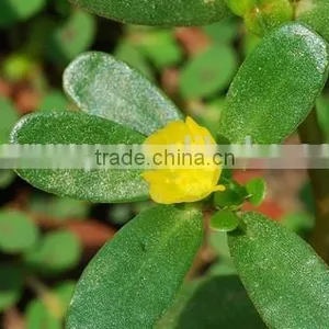 Portulacaceae ,Portulaca, Flower Seeds , Herb Seed,vegetalbe Seed,fruit Seed,grass Seed thumbnail-6