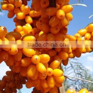 100 Pure and Natural Seabuckthorn Essential Oil thumbnail-1