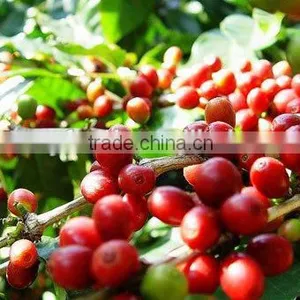 28g Italian Roast Coffee thumbnail-1