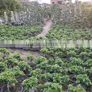 Ficus Ginseng Microcarpa Bonsai Tree Taiwan Ficus Banyan Fig Indoor Ornamental Plants Nursery thumbnail-5