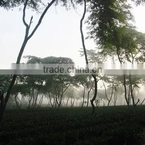 Organic Oriental Beauty Tea thumbnail-3