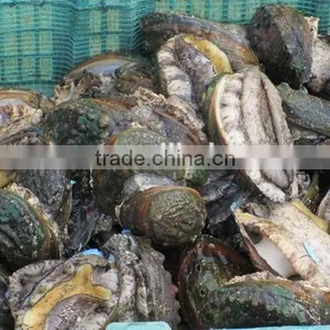 Wholesale Hight Quality Fresh Alive Abalone thumbnail-1