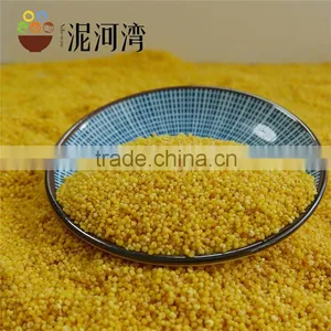 Hot Seal Yellow Millet Yellow Broomcorn Millet thumbnail-1